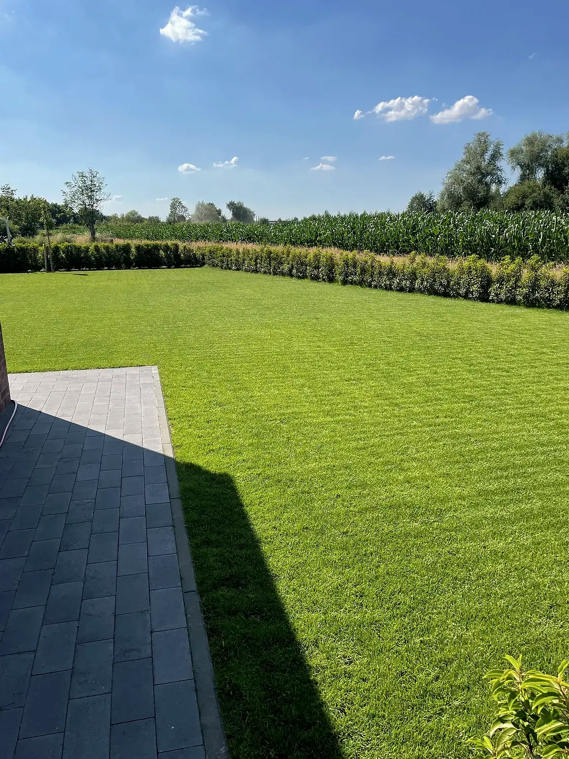 Gepflegte Rasenfläche mit Pflasterweg und geschnittener Hecke